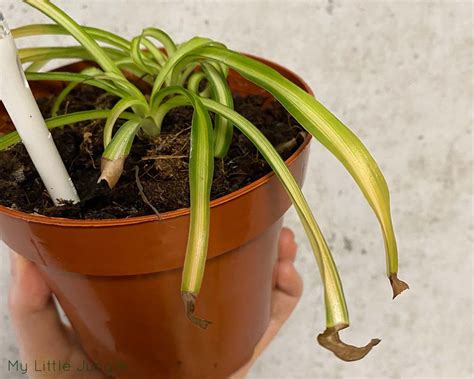 Why is My Spider Plant Dying and How to Bring it Back to Life? - My ...