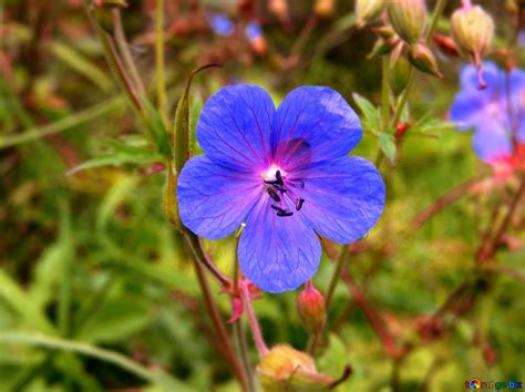 Bright colors. A solitary flower on background of grass. №5920