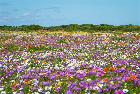 Field Of Flowers In Rural Landscape by Luka