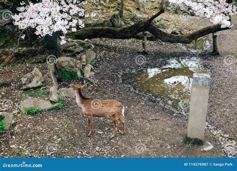 Deer with Cherry Blossoms at Nara Deer Park in Japan Stock Image ...