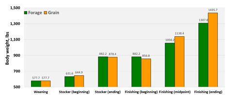 Weight Chart For Beef Cattle
