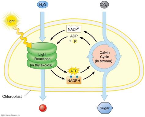 Light Reaction Of Photosynthesis Biology