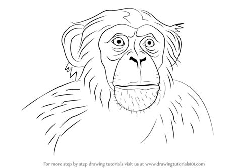 How to Draw Chimpanzee Face (Other Animals) Step by Step ...