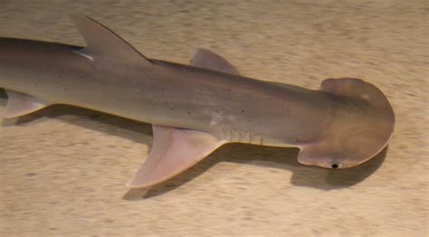 Young Hammerhead Shark | Tony Hisgett | Flickr