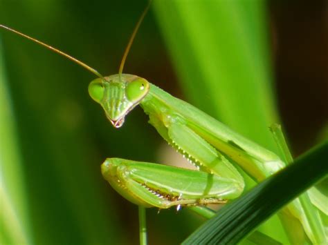 Praying Mantids - Creasey Mahan Nature Preserve