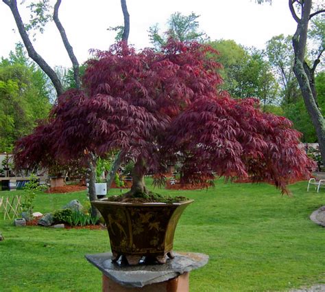 Easy-to-Follow Tips for Growing Trees In Pots - Horticulture