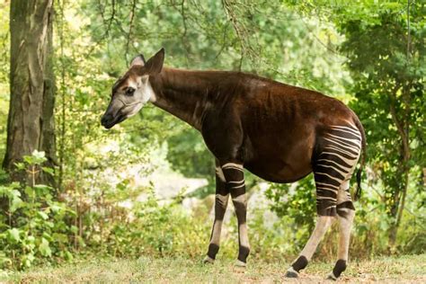 10 Incredible Okapi Facts - A-Z Animals