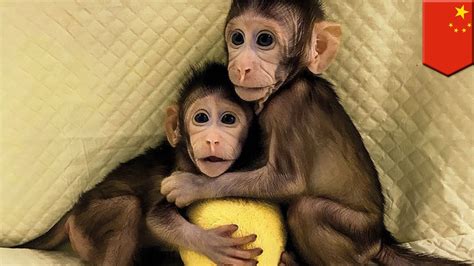 Monkey clones: China clones two monkeys using same technique that made ...