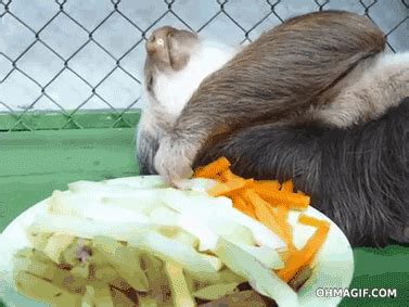 Sloth Eating GIF - Find & Share on GIPHY