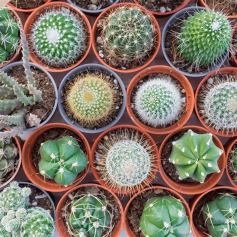 4 Cacti Variety Pack - 4.0" Pot | Plant Swag Shop | Reviews on Judge.me