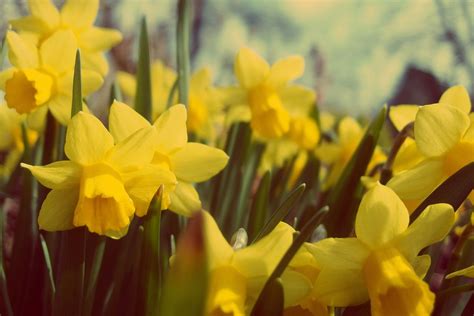 Yellow Daffodils Flowers · Free photo on Pixabay