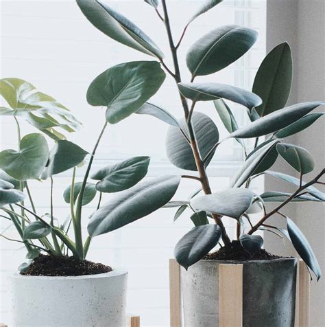 Rubber Tree Varieties – One Plant, Many Looks - The Healthy Houseplant