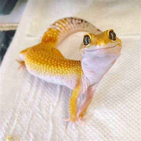 Such a cute gecko | Gecko léopard, Animaux exotiques, Animaux