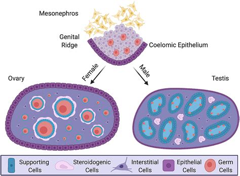 Frontiers Gonadal Sex Differentiation Supporting Versus | Free Download ...