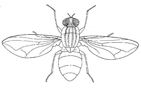 A Picture Of A Housefly - another-wiens