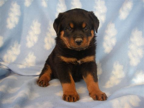 rottweiler lab mix puppy for sale - Convivial History Pictures Gallery