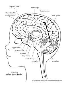 Brain Diagram Coloring Page Sketch Coloring Page