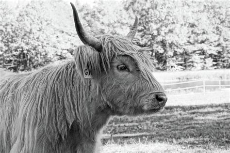 Highland Coos Photograph by Paula Robidoux - Fine Art America