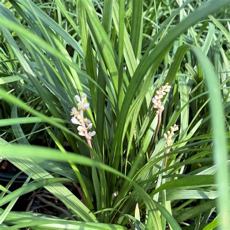 Liriope spicata (Creeping Lily Turf) - Cavano's Perennials