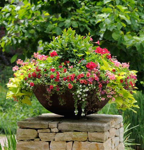 Thrill, Fill, and Spill: Three Easy Steps to Container Gardening ...