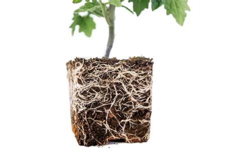 How Long are Tomato Roots? | NatureNibble
