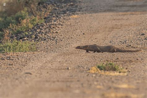 The Indian Grey Mongoose: The Cobra’s Nemesis | Roundglass | Sustain