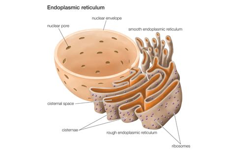 The Structure and Function of the Endoplasmic Reticulum