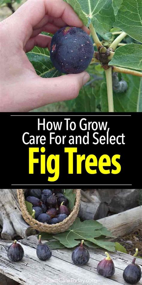 Fig Tree Care: How To Grow Fig Trees In Your Home Or Garden