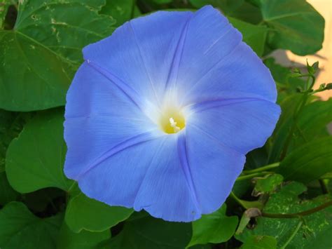 200 Blue Morning Glory Seeds (Heavenly Blue) ipomoea