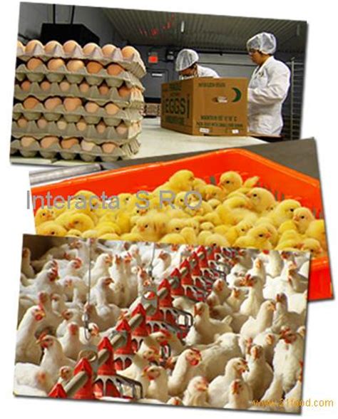 BROILER CHICKEN EGGS/HUBBARD CHICKEN EGGS FOR SALE,Czech Republic Hubbard hatching eggs price ...