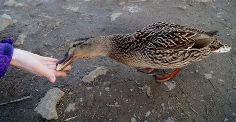 Feeding wild duck free image download