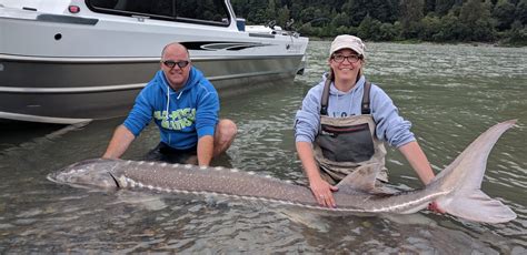 Fraser River Sturgeon Fishing Pictures - Johnny's Sport Fishing