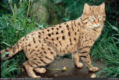 Felis silvestris ornata | Wild cats, Animals, Cats