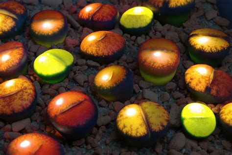 Lithops glow 18 | New contactless Lithops Glow Technique: A … | Flickr