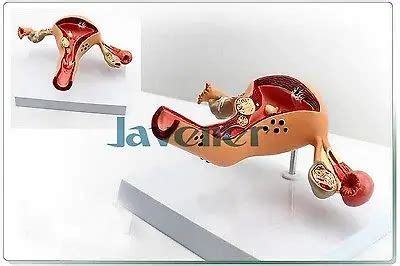 Gynecology Anatomical Female Reproductive Organ Anatomy Medical Pathology Model-in Medical ...