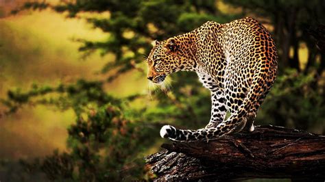 Leopard, predator, tree, nature, wilderness, cat, sunset, HD wallpaper ...