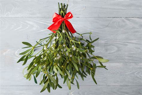 A Holiday Kiss Under the…Holly?: Mistletoe for The California Holidays, Part 1 of 3