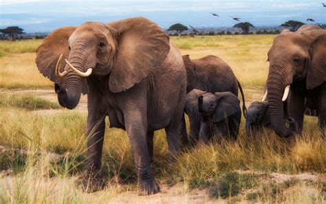 Download wallpapers elephants, big family, wildlife, african elephants, wild animals, Africa for ...