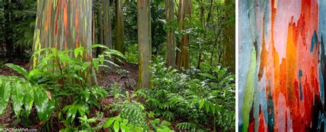 Hawaiian Rainforests are some of the wettest places on Earth with the most prolific life.