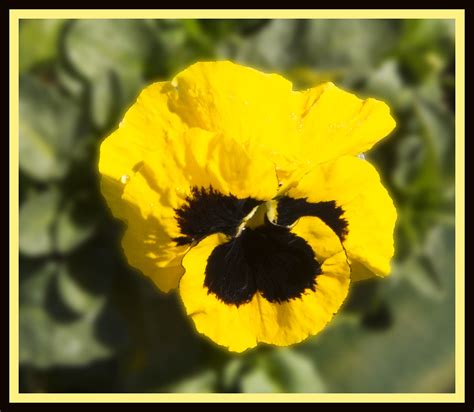 Pansy Yellow RET_2051 | Viola tricolor var. hortensis Pansie… | Flickr