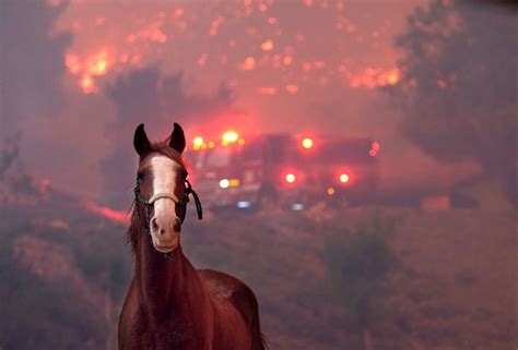 Help Animals Affected By California Fires