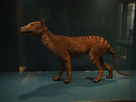 Specimen Thylacine (Thylacinus cynocephalus), 2019-12-03 - ZooChat