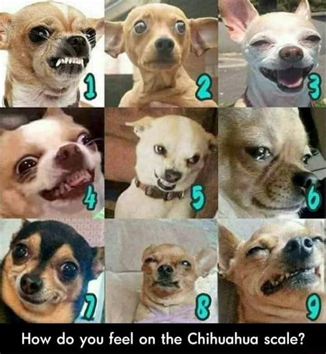 How do you feel on the Chihuahua scale? - How do you feel on the Chihuahua scale? - iFunny | How ...