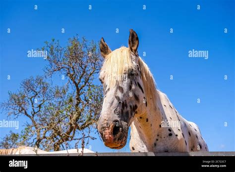 Apple grey, horse similar to Pippi Longstocking (with full name Pippilotta Viktualia Rollgardina ...