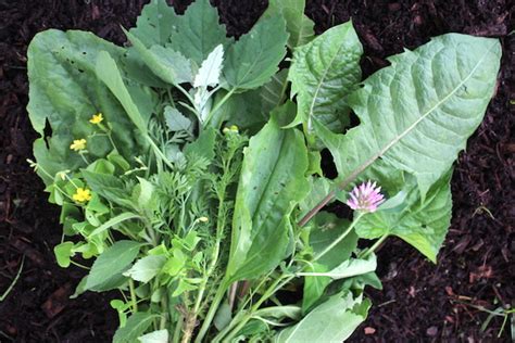 20+ Edible Weeds in Your Garden (with recipes!)