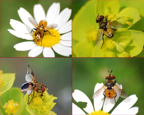 Tachinidae / Diptera | Pour l'identification, voir les notes… | Flickr