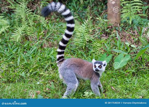 King Julien stock photo. Image of whiskers, africa, ring - 281754034