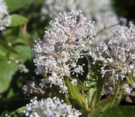 New Jersey Tea Shrub • Lapeer Conservation District