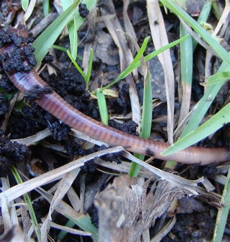 Earthworms, Christmas Tree Worms, Leeches, and Other Annelids | HubPages