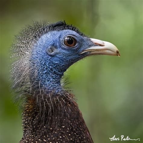 Great Argus | Java and Sumatra | Bird images from foreign trips | Gallery | My World of Bird ...